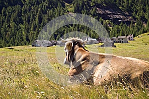 Alpe Veglia mountain pasture