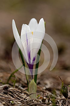 Alpen crocus, Crocus vernus albiflorus