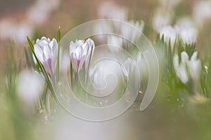 Alpen crocus, Crocus vernus albiflorus photo