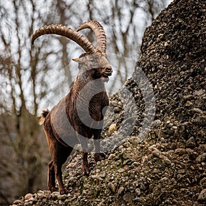 Alpen-Steinbock in Mountain Evironment of Nagelfluh Rocks