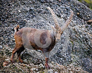 Alpen-Steinbock in Mountain Evironment of Nagelfluh Rocks