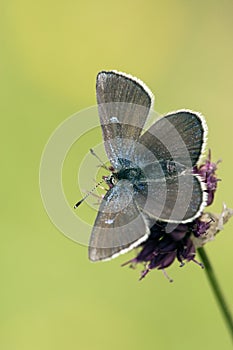 Alpenblauwtje, Alpine Blue, Plebejus orbitulus, Heller AlpenblÃ¤uling