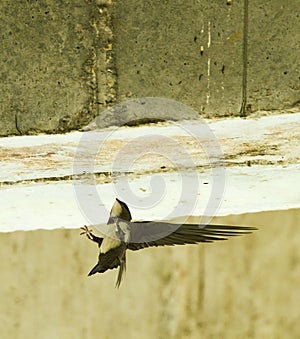 Alpengierzwaluw, Alpine Swift, Tachymarptis melba