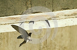 Alpengierzwaluw, Alpine Swift, Tachymarptis melba