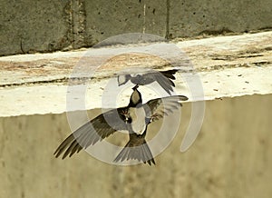 Alpengierzwaluw, Alpine Swift, Tachymarptis melba