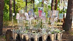 Alpenglow or vera higgins succulents in small decorated galvanized buckets arranged on a stump in pine forest. Pots with