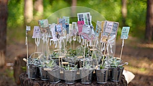 Alpenglow or vera higgins succulents in small decorated galvanized buckets arranged on a stump in pine forest. Pots with