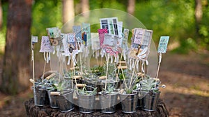 Alpenglow or vera higgins succulents in small decorated galvanized buckets arranged on a stump in pine forest. Pots with