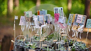 Alpenglow or vera higgins succulents in small decorated galvanized buckets arranged on a stump in pine forest. Pots with