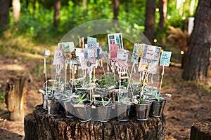 Alpenglow or vera higgins succulents in small decorated galvanized buckets arranged on a stump in pine forest. Pots with