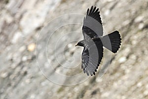 Alpenkauw, Alpine Chough, Pyrrhocorax graculus