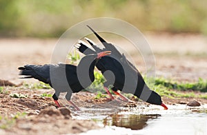 Alpenkraai, Red-billed Chough, Pyrrhocorax pyrrhocorax