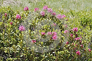 Alpenrose flower in the French Alps