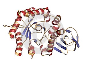 Alpha-galactosidase (Agalsidase) enzyme.