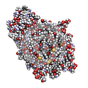 Alpha-galactosidase (Agalsidase) enzyme. Cause of Fabry's disease. 3D render.