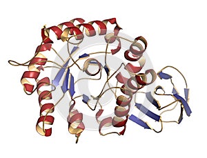 Alpha-galactosidase (Agalsidase) enzyme. Cause of Fabry\'s disease. Administered as enzyme replacement therapy