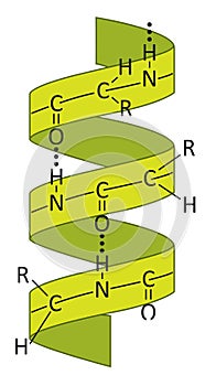 Alpha helix