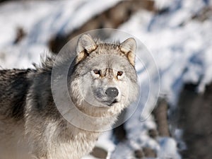 Alpha male arctic wolf