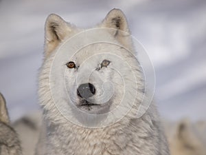 Alpha male arctic wolf