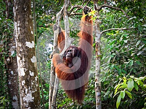 Alpha Male Borneo Orangutan at the Semenggoh Nature Reserve, Malaysia