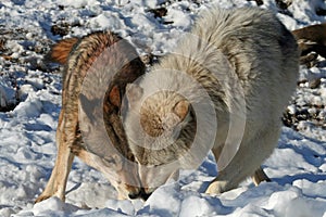 Alpha Male and Female Wolves