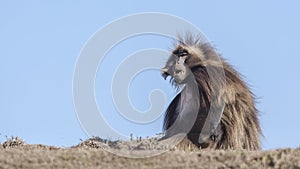 Alpha Male Gelada