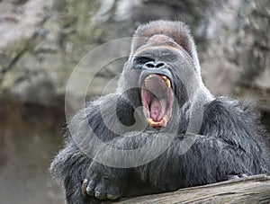 Alpha male gorilla  yawns irritably, showing dangerous fangs and teeth