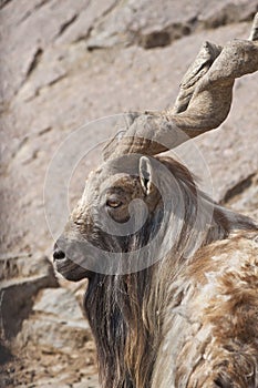 Alpha-male Markhor photo