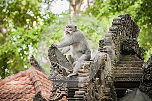 Alpha male monkey dominates in the sacred monkey forest photo