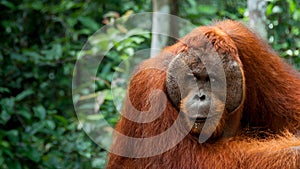 Alpha male Orang-Utan in Borneo