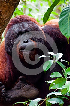 Alpha male orang utan eating portrait front