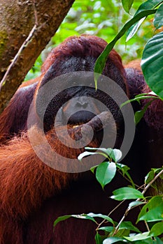 Alpha male orang utan eating portrait front