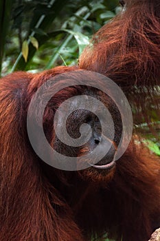 Alpha male orang utan eating portrait in jungle of