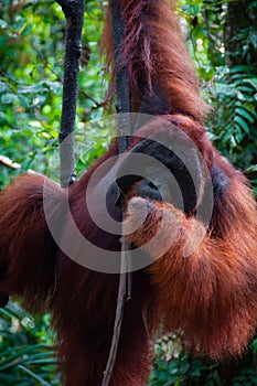 Alpha Male Orang Utan hanging on a tree in the