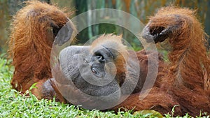 Alpha male of Orang Utan lying down