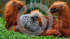 Alpha male of Orang Utan lying down