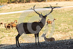 Alpha male of red deer, Cervus elaphus, tending his herd