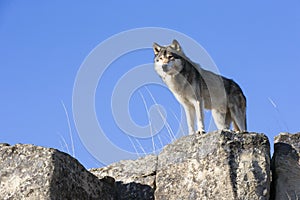 Alpha male standing guard on rock