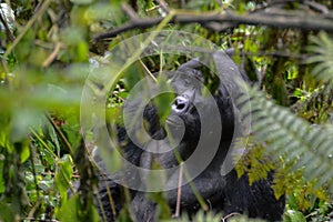 Alpha mountain gorilla peaking through the branches in Bwindi Impenetrable National Park