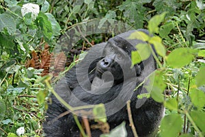 Alpha mountain gorilla pondering the sky in Bwindi Impenetrable National Park