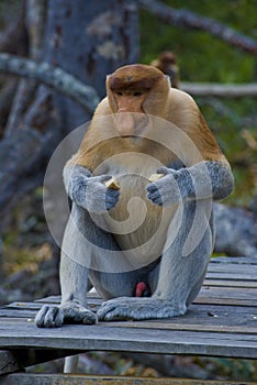 Alpha Proboscis Monkey