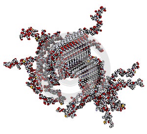 Alpha-synuclein fibril structure, determined by solid-state NMR. Thought to play a role in diseases including Parkinson`s disease