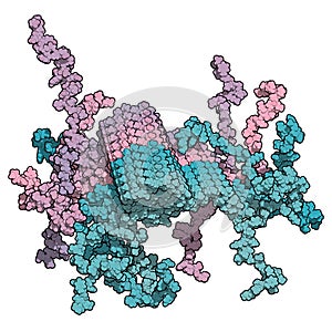 Alpha-synuclein fibril structure, determined by solid-state NMR. Thought to play a role in diseases including Parkinson`s disease