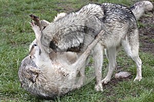 Alpha Wolf in an Act of Dominance photo