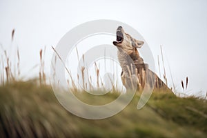 alpha wolf leading a howl on a grassy knoll