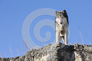 Alpha Wolf standing on ledge