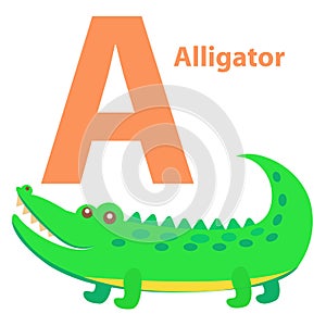 Alphabet for Children A letter Alligator Cartoon