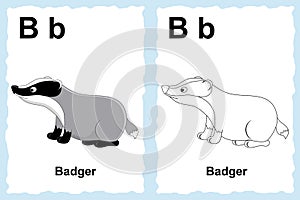 Alphabet coloring book page with outline clip art to color. Letter B. Badger. Vector animals.