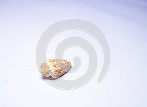Alphabet cone, conus spurius shell