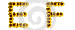 alphabet e f, sunflower letter isolated on white background.